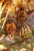 Carpocoris mediterraneus